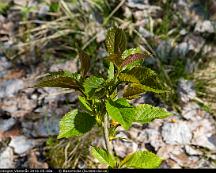 Trad_Rabyskogen_Vasteras_2016-05-08a