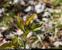 Trad_Rabyskogen_Vasteras_2016-05-08b