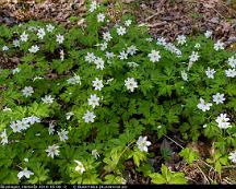 Vitsippa_Rabyskogen_Vasteras_2016-05-08_-2