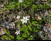 Vitsippa_Rabyskogen_Vasteras_2016-05-08_-4