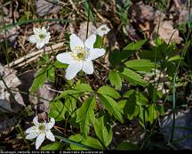 Vitsippa_Rabyskogen_Vasteras_2016-05-08_-5