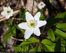 Vitsippa_Rabyskogen_Vasteras_2016-05-08_-6