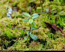 Lingonris_Rabyskogen_Vasteras_2017-12-29