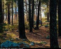 Naturen_Rabyskogen_Vasteras_2017-12-29b