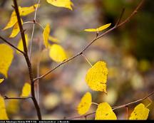 Bjorklov_i_hostskrud_Rabyskogen_Vasteras_2018-11-02c