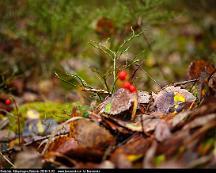 Blabarsris_och_Roda_bar_Rabyskogen_Vasteras_2018-11-02