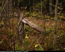 Gammal_tradstam_Rabyskogen_Vasteras_2018-11-02