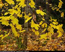 Lonnlov_i_hostskrud_Rabyskogen_Vasteras_2018-11-02a