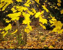 Lonnlov_i_hostskrud_Rabyskogen_Vasteras_2018-11-02b