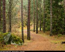 Naturen_Rabyskogen_Vasteras_2018-11-02e