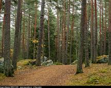 Naturen_Rabyskogen_Vasteras_2018-11-02f