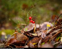 Roda_bar_Rabyskogen_Vasteras_2018-11-02a