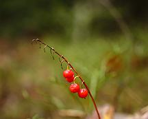 Roda_bar_Rabyskogen_Vasteras_2018-11-02b