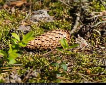 Grankotte_Rabyskogen_Vasteras_2019-06-04