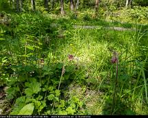 Humleblomster_Rabyskogen_Vasteras_2019-06-04a