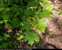 Lonn_Rabyskogen_Vasteras_2019-06-04