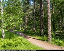 Naturen_Rabyskogen_Vasteras_2019-06-04-1