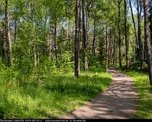 Naturen_Rabyskogen_Vasteras_2019-06-04-2