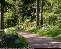 Naturen_Rabyskogen_Vasteras_2019-06-04-5