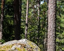 Klippblock_och_Tallstam_Rabyskogen_Vasteras_2019-06-21