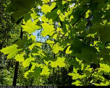 Lonn_Rabyskogen_Vasteras_2019-06-21