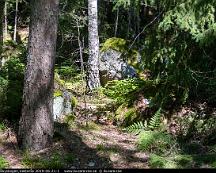 Naturen_Rabyskogen_Vasteras_2019-06-21-1