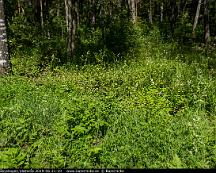 Naturen_Rabyskogen_Vasteras_2019-06-21-10