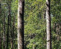 Naturen_Rabyskogen_Vasteras_2019-06-21-12