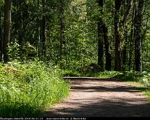 Naturen_Rabyskogen_Vasteras_2019-06-21-13