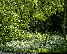 Naturen_Rabyskogen_Vasteras_2019-06-21-2