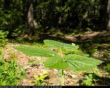 Naturen_Rabyskogen_Vasteras_2019-06-21-3