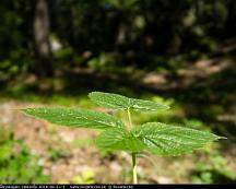 Naturen_Rabyskogen_Vasteras_2019-06-21-4