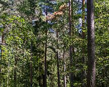 Naturen_Rabyskogen_Vasteras_2019-06-21-5