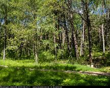 Naturen_Rabyskogen_Vasteras_2019-06-21-7