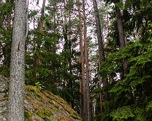 Naturen_Rabyskogen_Vasteras_2019-07-17a