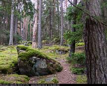 Naturen_Rabyskogen_Vasteras_2019-07-17b