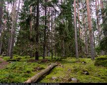 Naturen_Rabyskogen_Vasteras_2019-07-17c