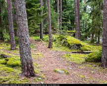 Naturen_Rabyskogen_Vasteras_2019-07-17d