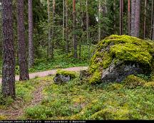 Naturen_Rabyskogen_Vasteras_2019-07-17e