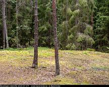 Naturen_Rabyskogen_Vasteras_2019-07-17f