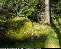 Mossa_pa_sten_och_gras_Rabyskogen_Vasteras_2019-09-12