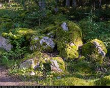 Mosskladda_stenar_Rabyskogen_Vasteras_2019-09-12