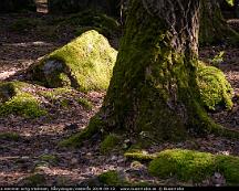 Mosskladda_stenmar_ochg_tradstam_Rabyskogen_Vasteras_2019-09-12