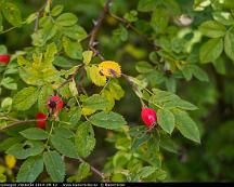 Nypon_Rabyskogen_Vasteras_2019-09-12