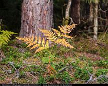 Ormbunke_i_hostskrud_Rabyskogen_Vasteras_2019-09-12