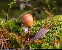 Svamp_Rabyskogen_Vasteras_2019-09-12c