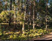 Naturen_i_hostsolen_Rabyskogen_Vasteras_2019-09-23c