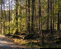 Naturen_i_hostsolen_Rabyskogen_Vasteras_2019-09-23d