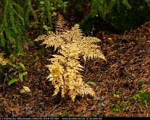 Ormbunkar_i_hostskrud_Rabyskogen_Vasteras_2019-09-29d