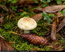 Svamp_i_Rabyskogen_Vasteas_2019-09-29_-1